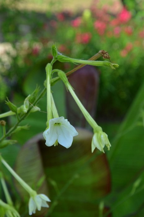 Nicotiana alata 'Grandiflora' (2)